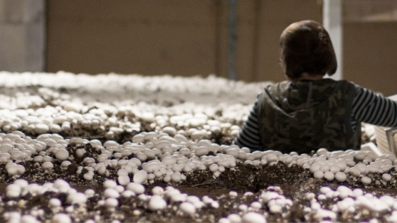nutra-functional-mushrooms-about-us-farmers