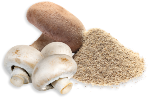 nutra-functional-mushrooms-about-us-hero-feature