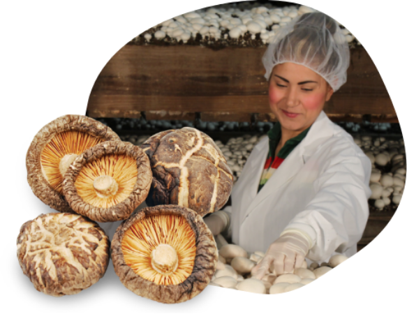 nutra-functional-mushrooms-about-us-preferred-source-high-potency-organic