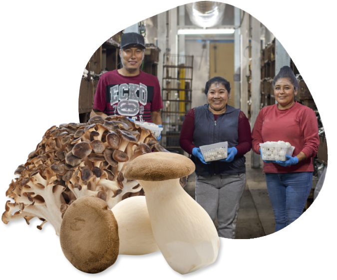 nutra-mushrooms-our-story-about-us-our-purpose
