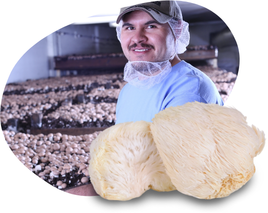 nutra-functional-mushrooms-nutrient-rich-food-solutions