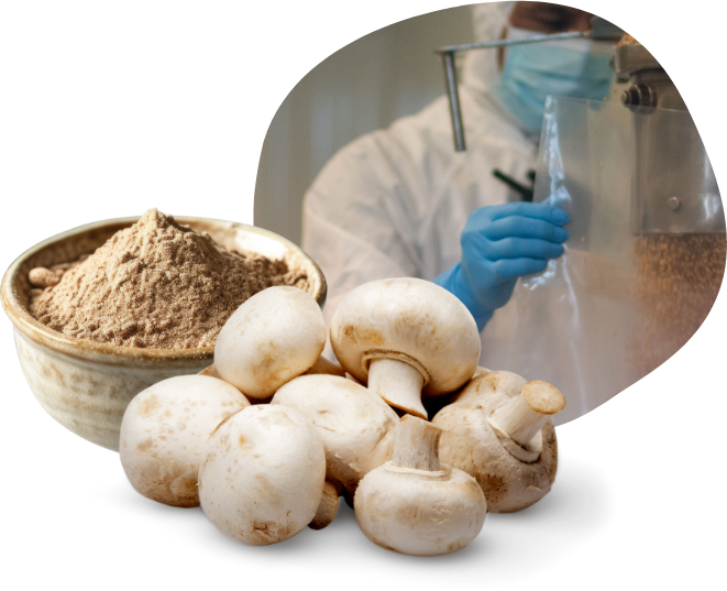 nutra-functional-mushrooms-how-we-grow-extract-production