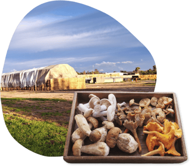 nutra-mushrooms-who-we-serve-monterey-advantage