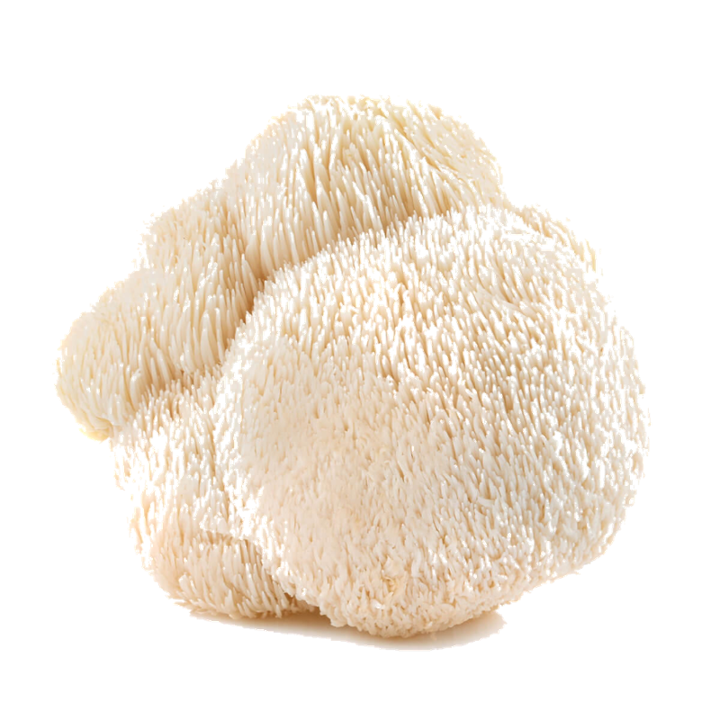 Lions Mane_transparent-1