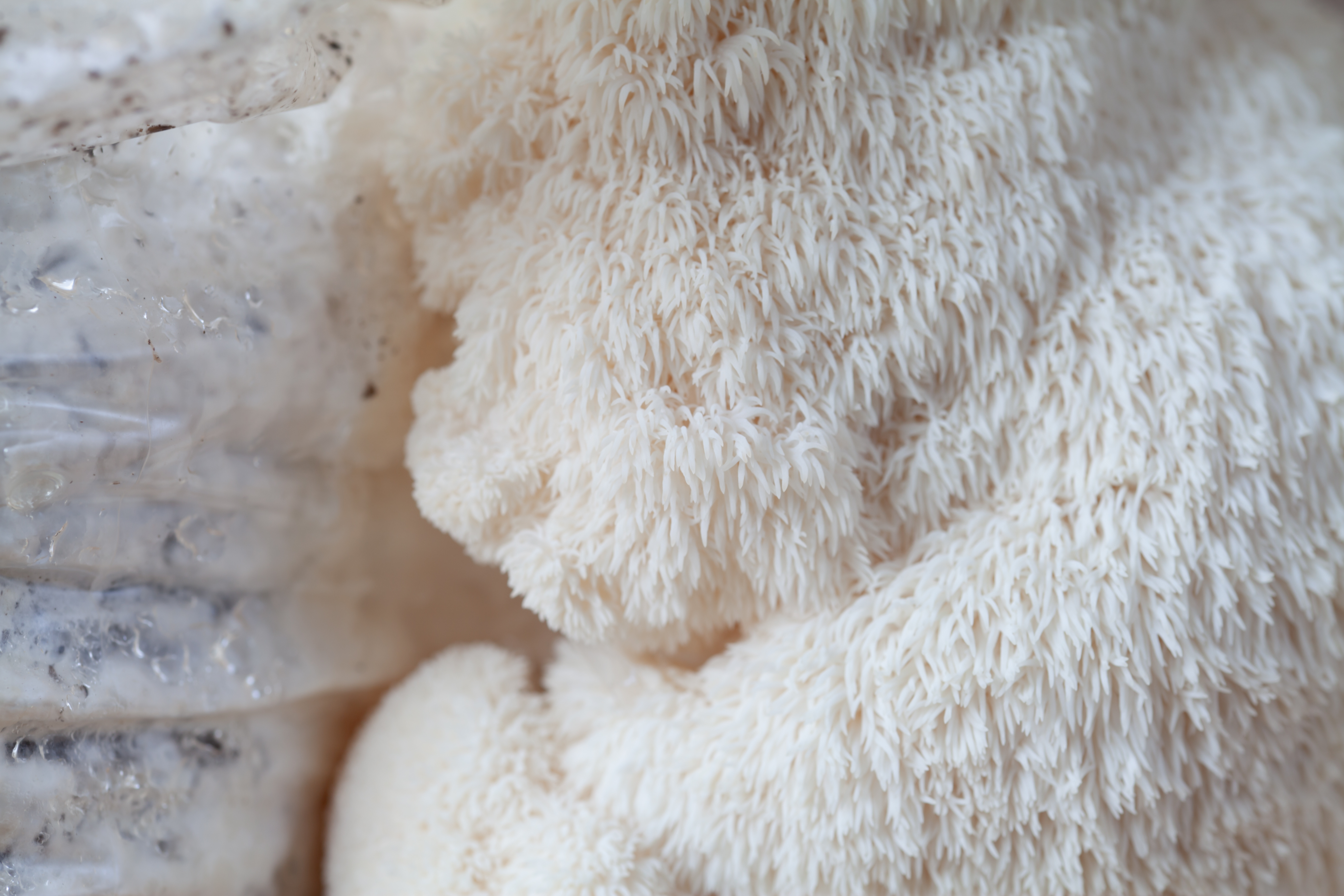 Peak Maturity Functional Mushrooms