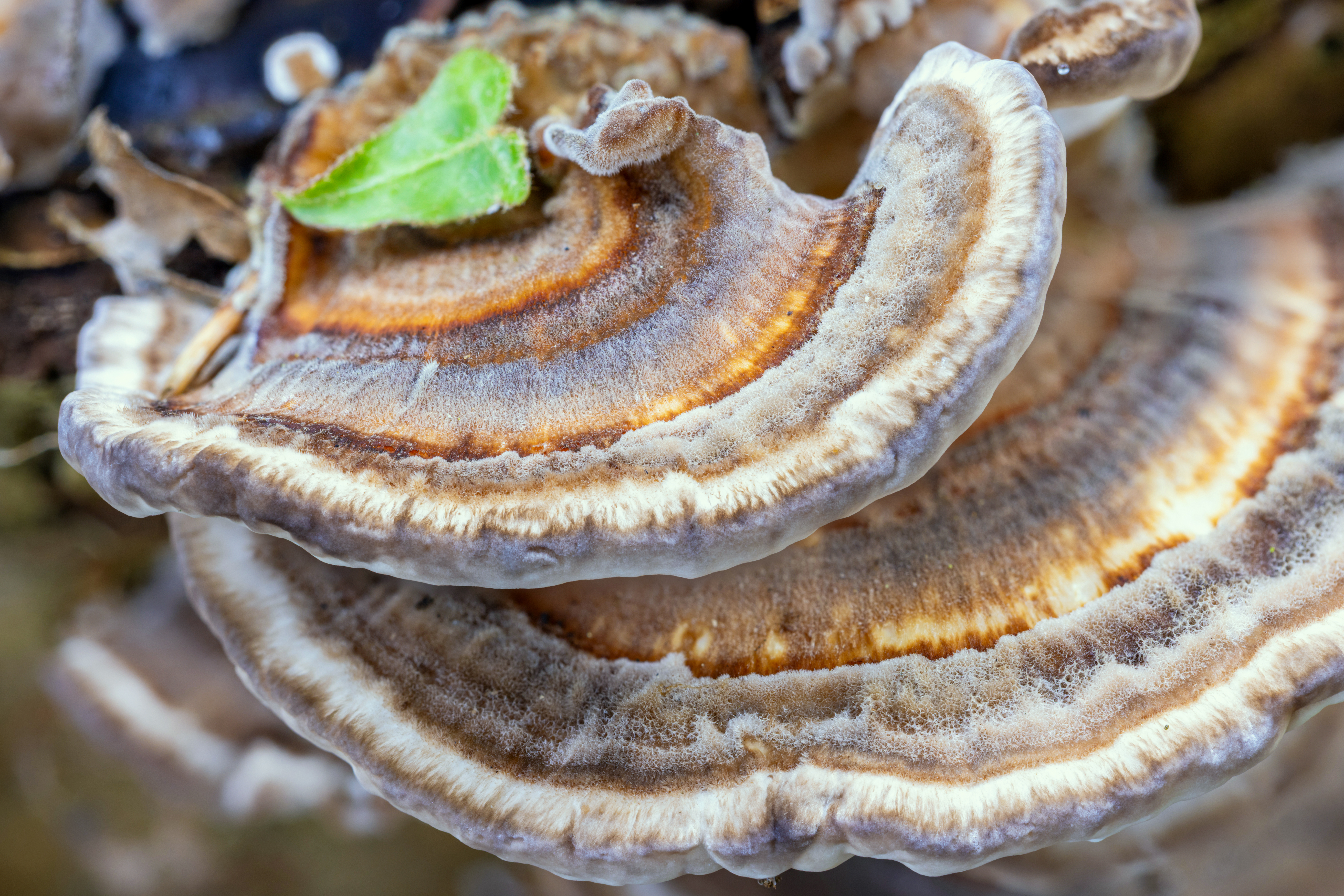 Turkey Tail Mushroom Extract