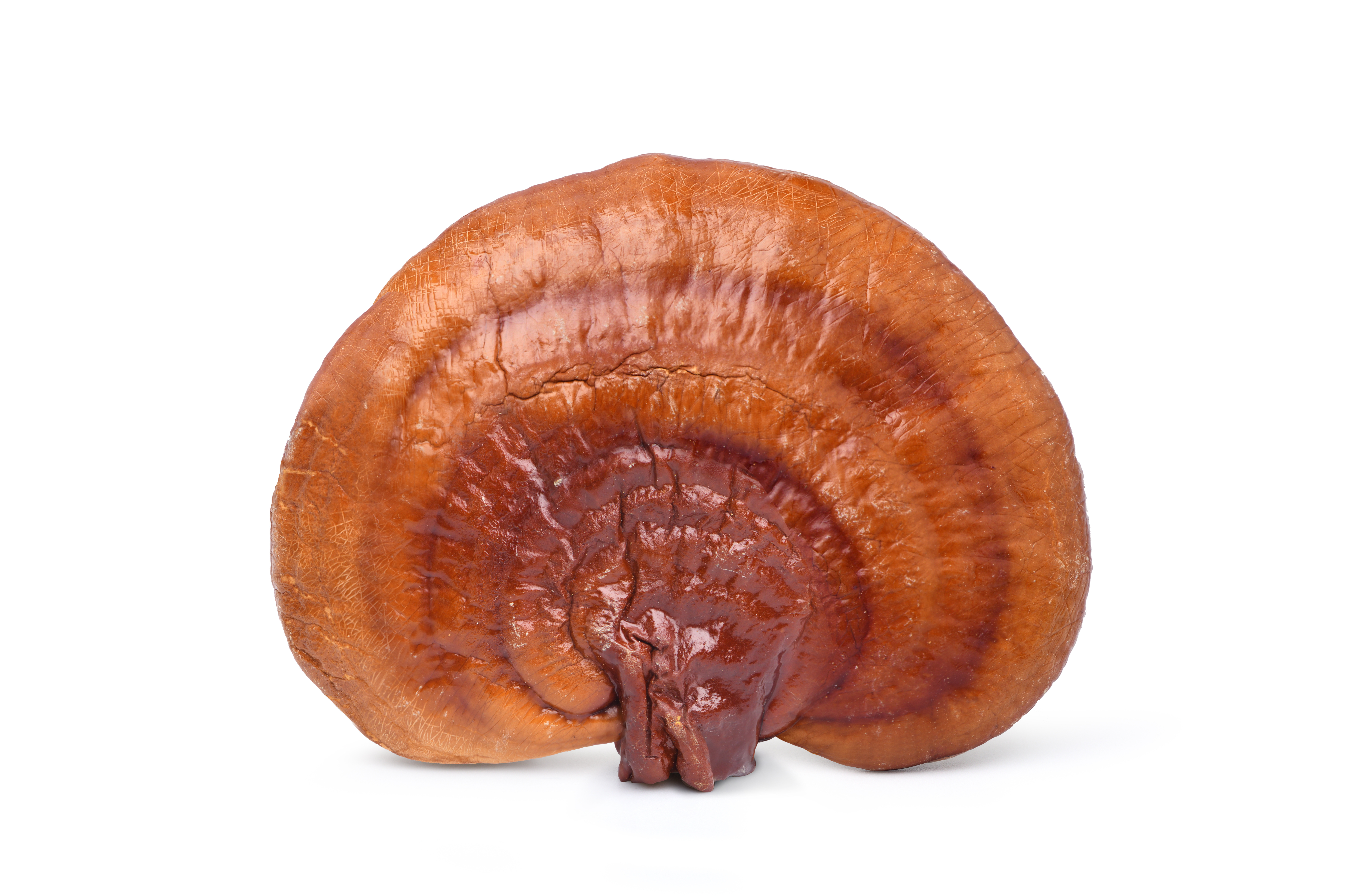 Reishi MycoPure Extract