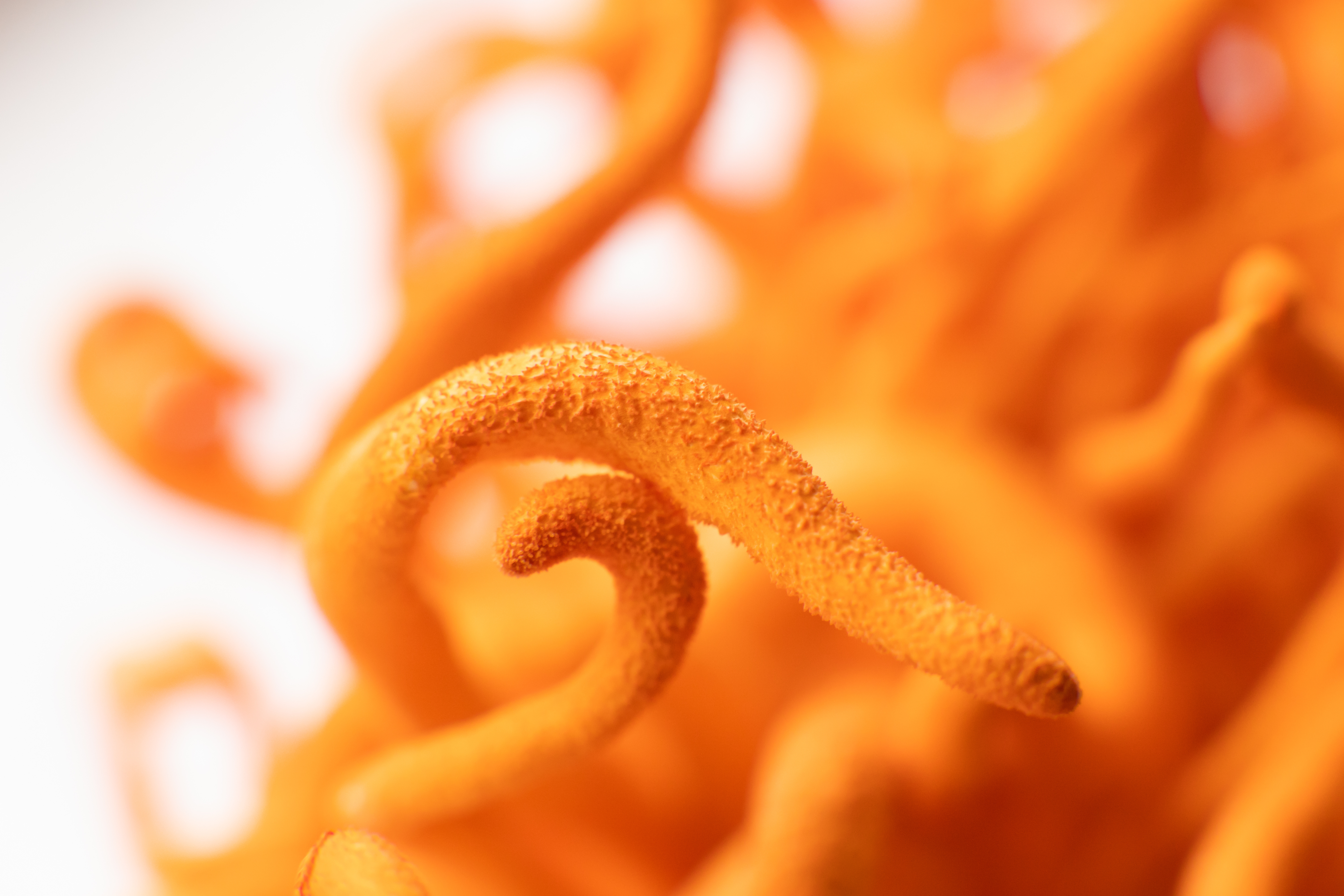 Functional mushroom ingredients and support