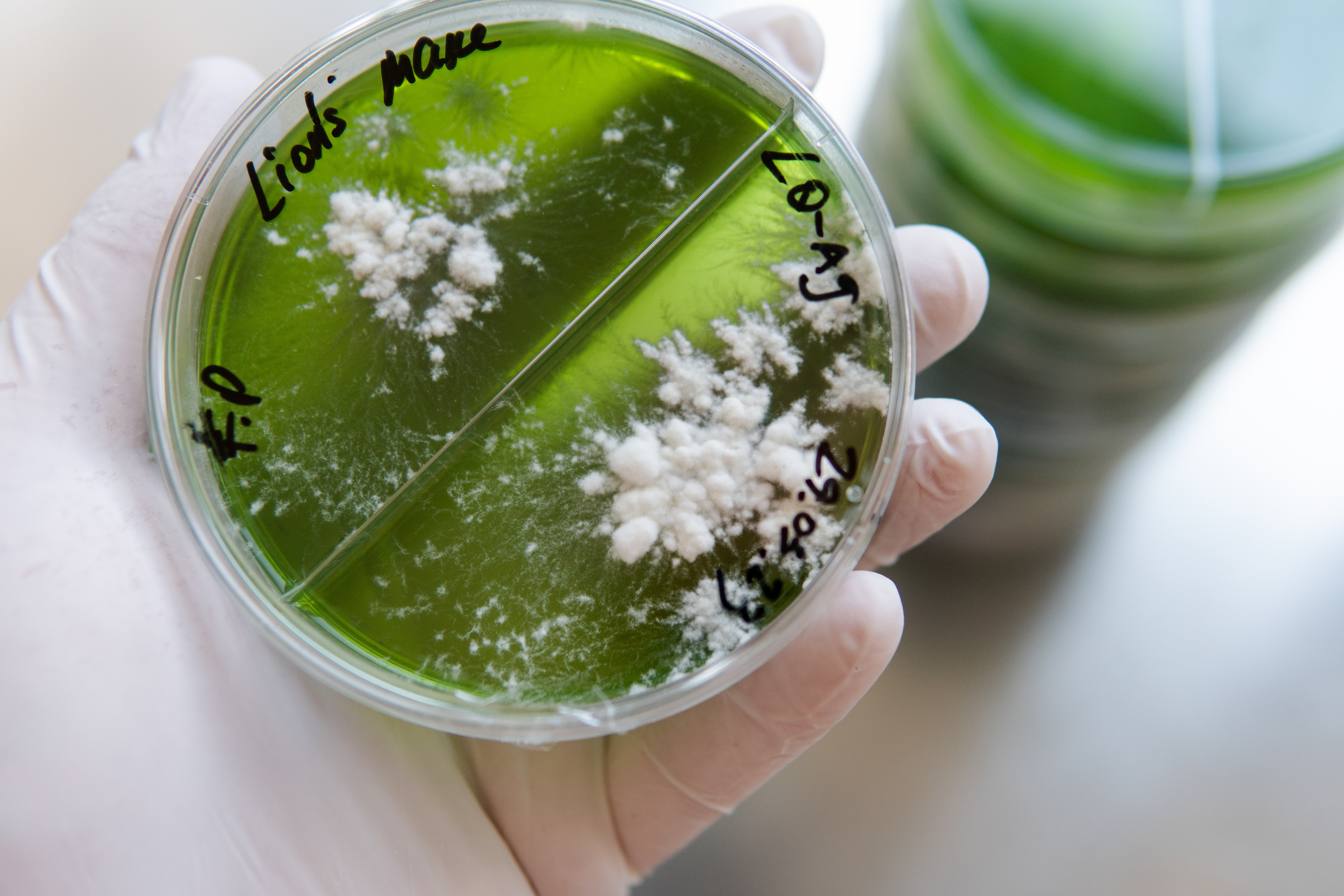 Functional Mushroom Spawn