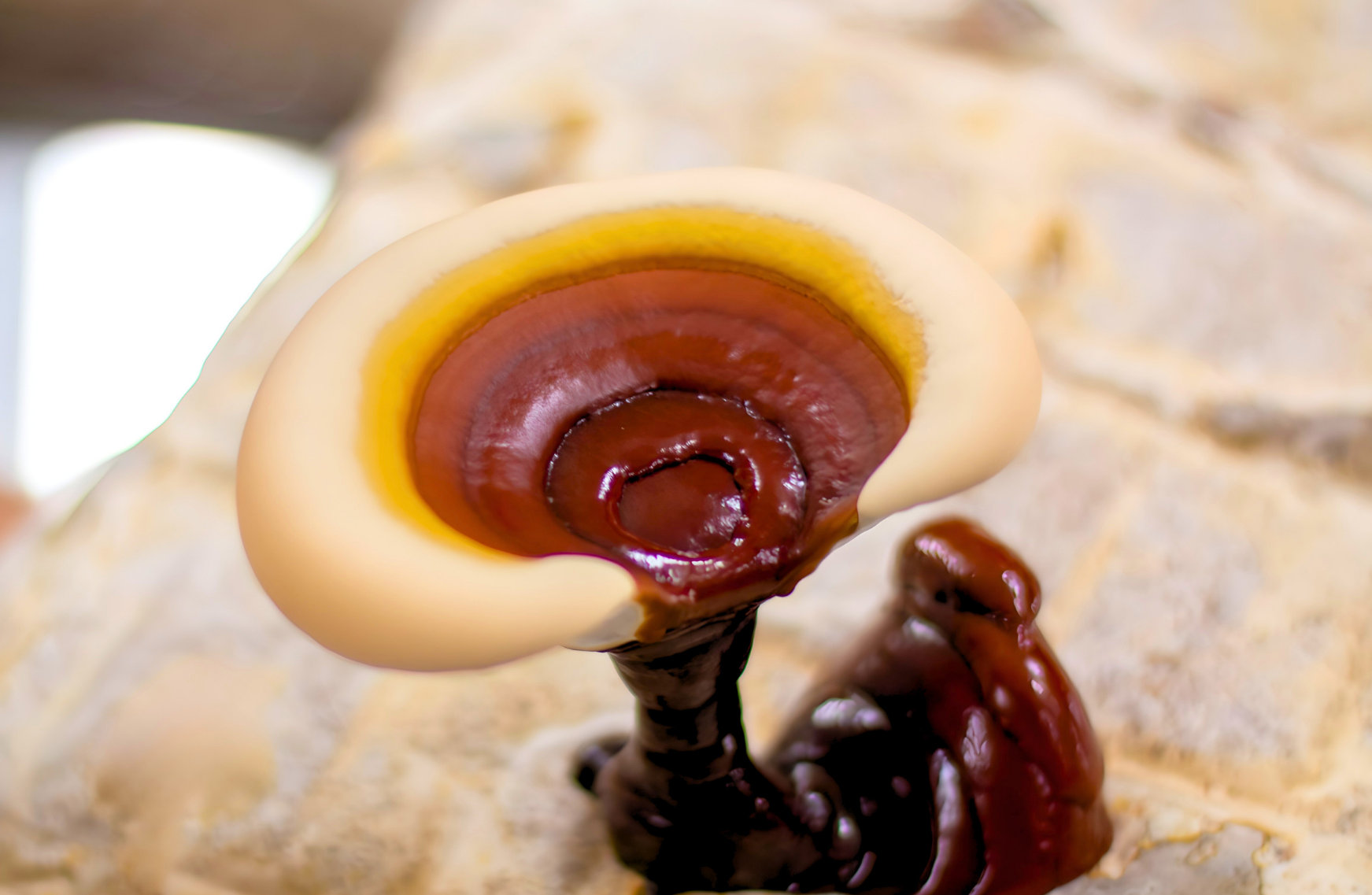 Monterey Nutra functional mushroom ingredients