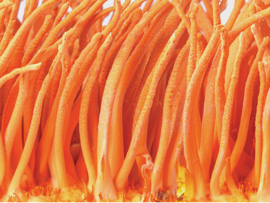 Cordyceps hero image