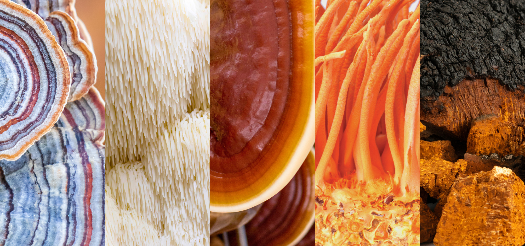 MycoPure Dual Extract Powders