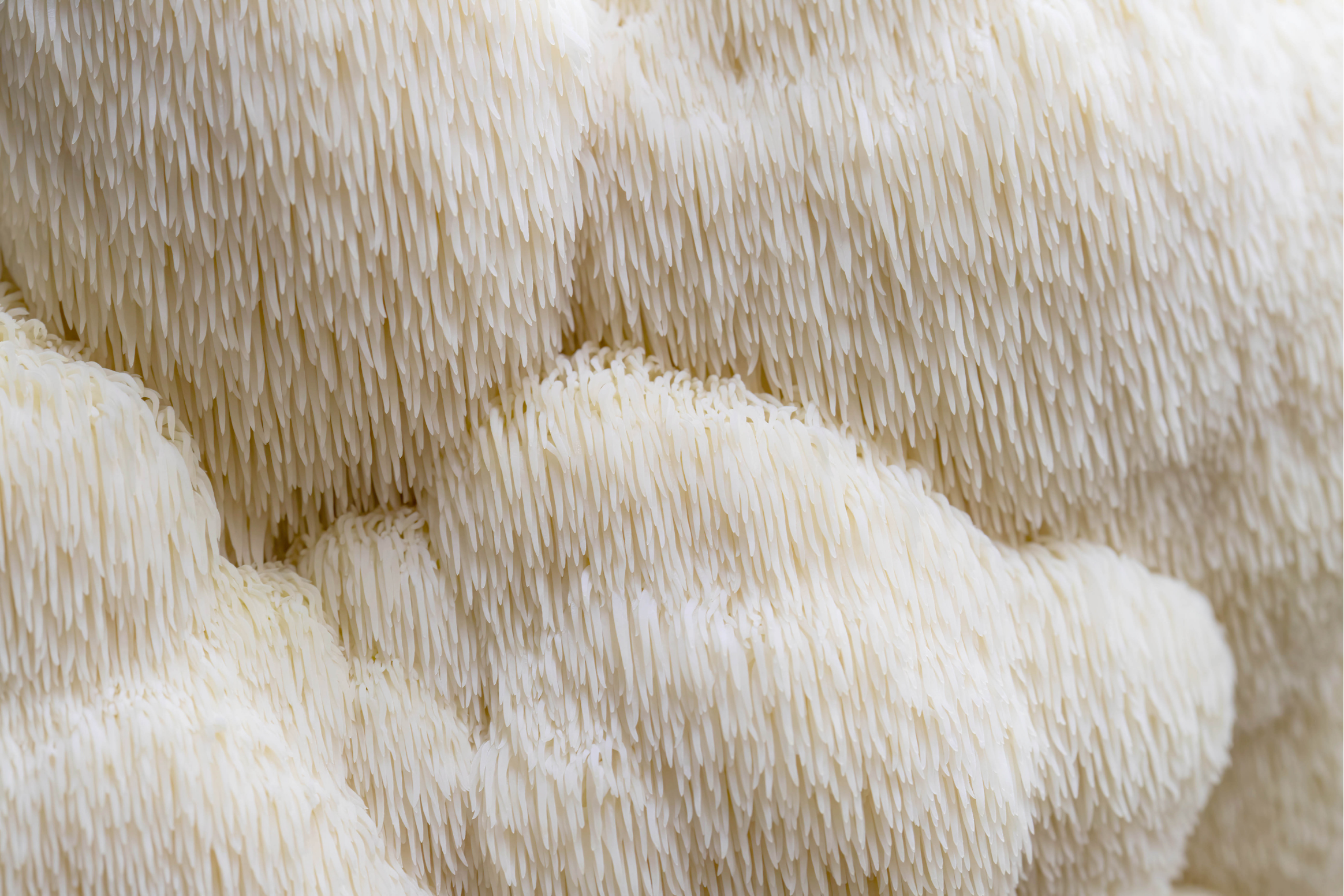 Lion’s Mane hero image