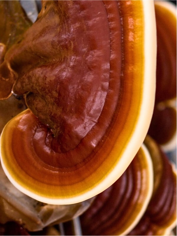 Reishi