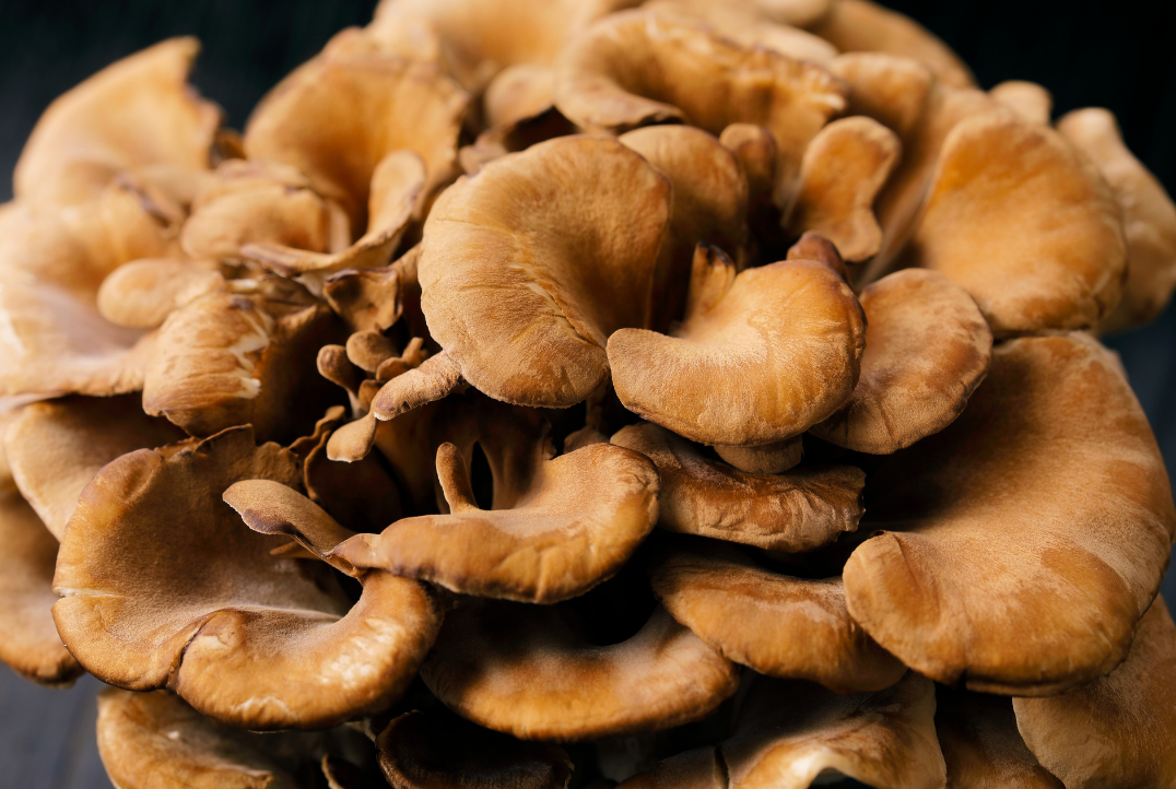 Maitake hero image