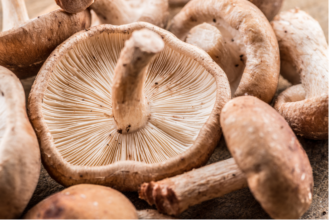 Shiitake hero image