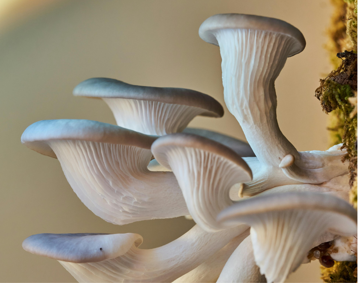 Blue Oyster hero image