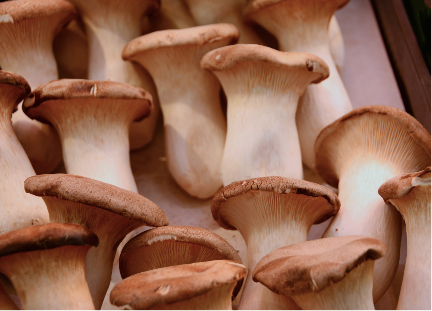 King Trumpet hero image