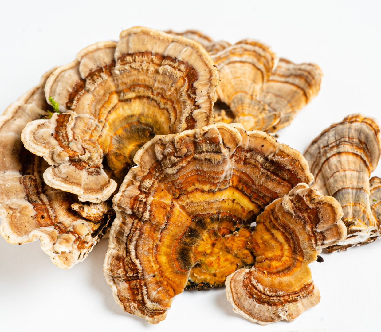 Turkey Tail extract
