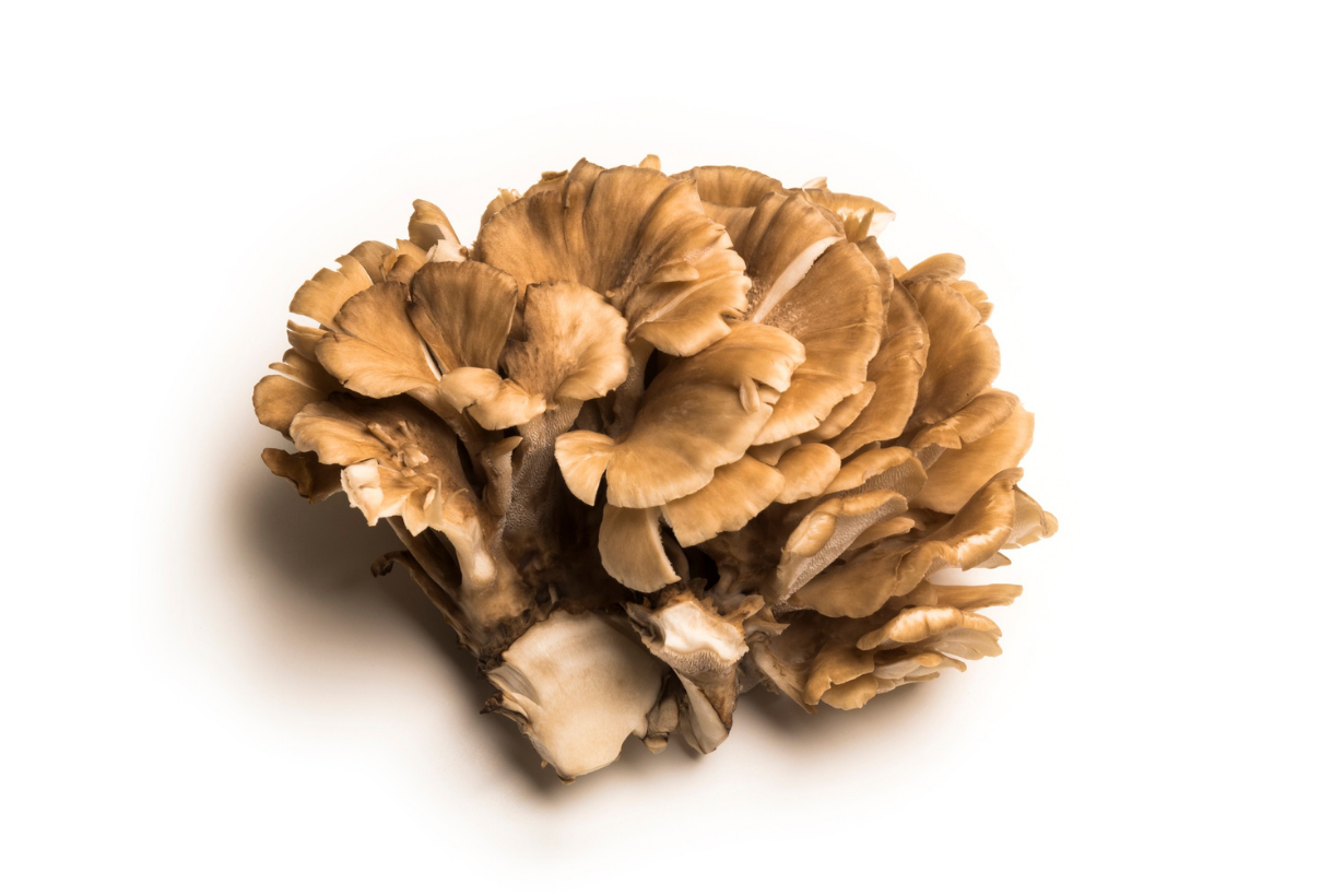 Maitake extract