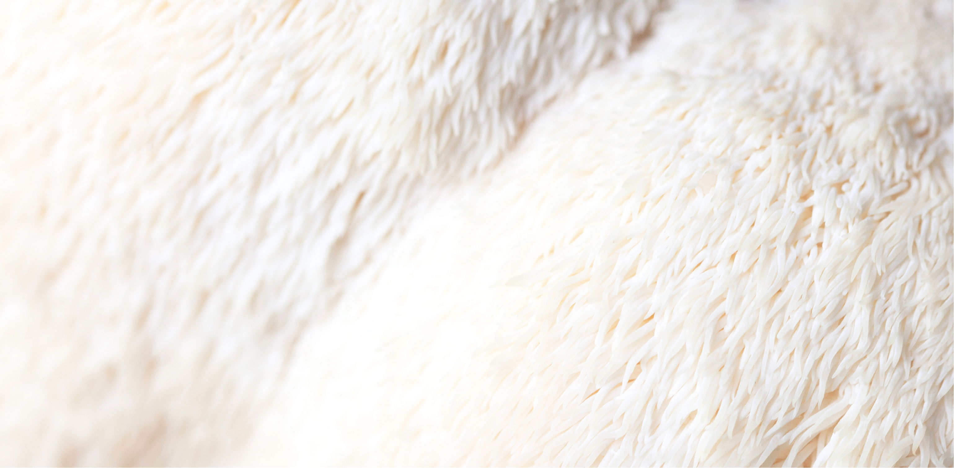 ManeFocus Lion's Mane ingredient visual