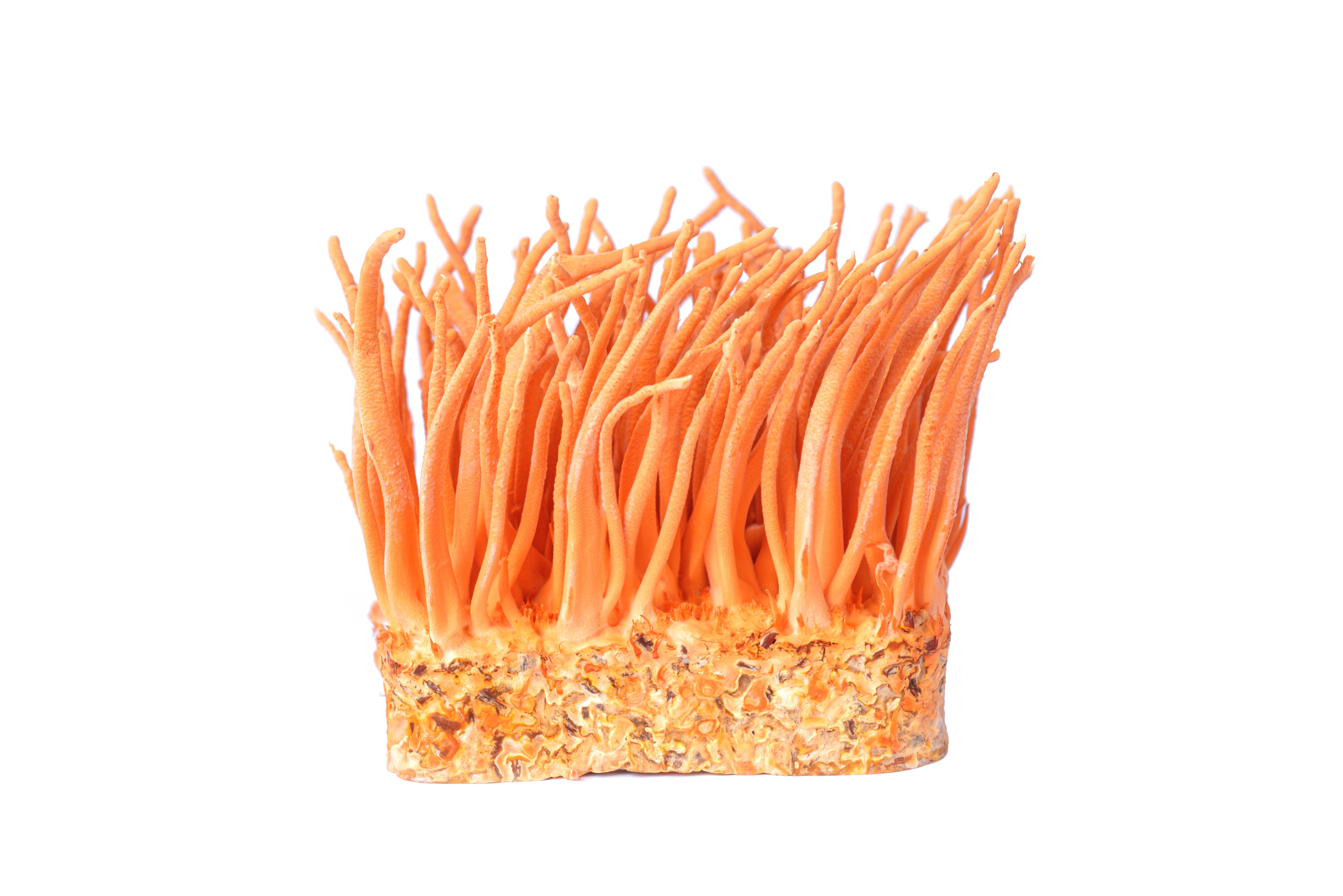 Cordyceps MycoPure Extract
