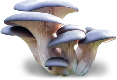 Blue Oyster