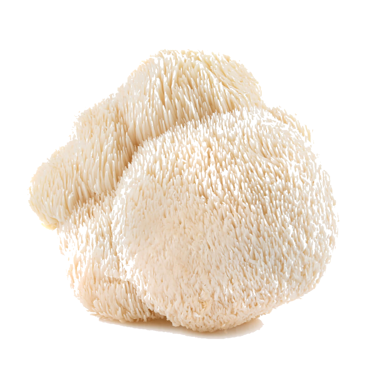 ManeFocus Lion’s Mane