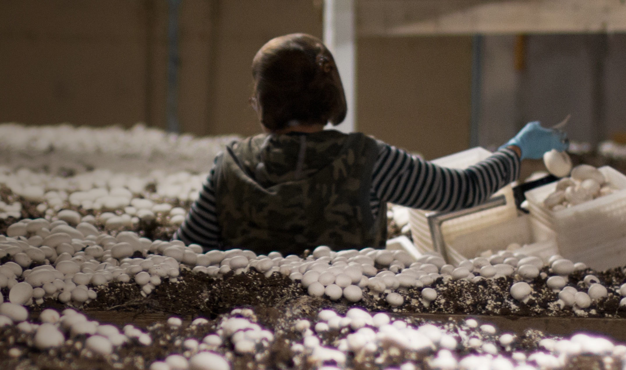 Monterey Nutra growers and cultivation