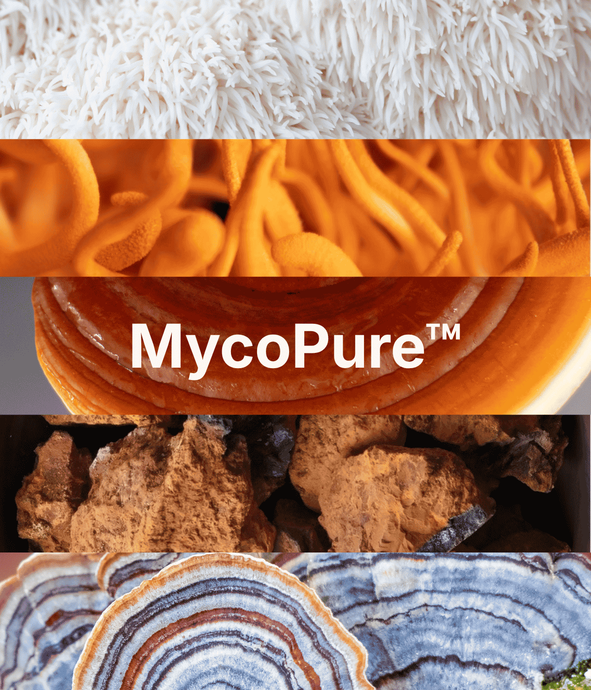MycoPure
